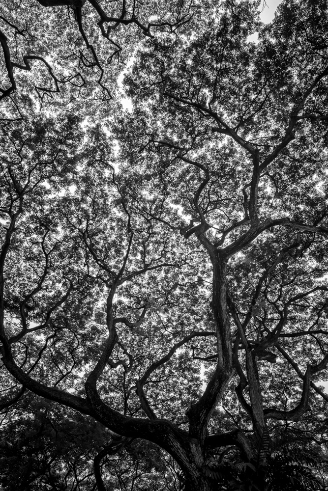 Stark Collection | The Rain Tree No.1