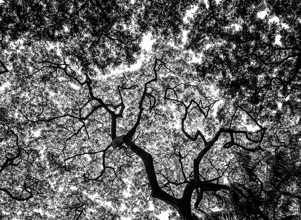 Stark Collection | Abstract