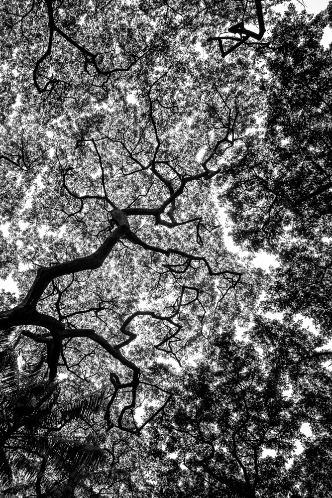 Stark Collection | The Rain Tree No.2